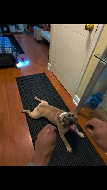 Музыкальный пёс