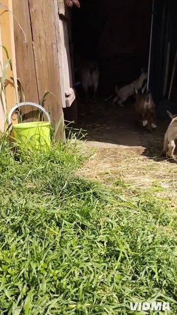 настоящий пушистый детский сад🤗