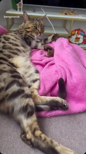 #бенгал #кот #бенгальскийкот