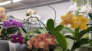 Орхидеи  в Деревне цветут круглый год.