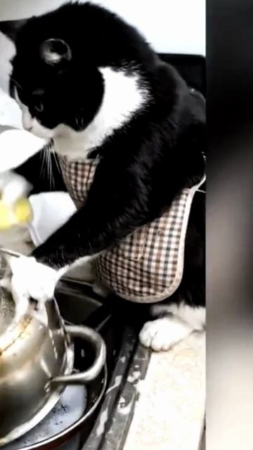 Заставка для видео КРАСИВЫЕ КОТИКИ № 537