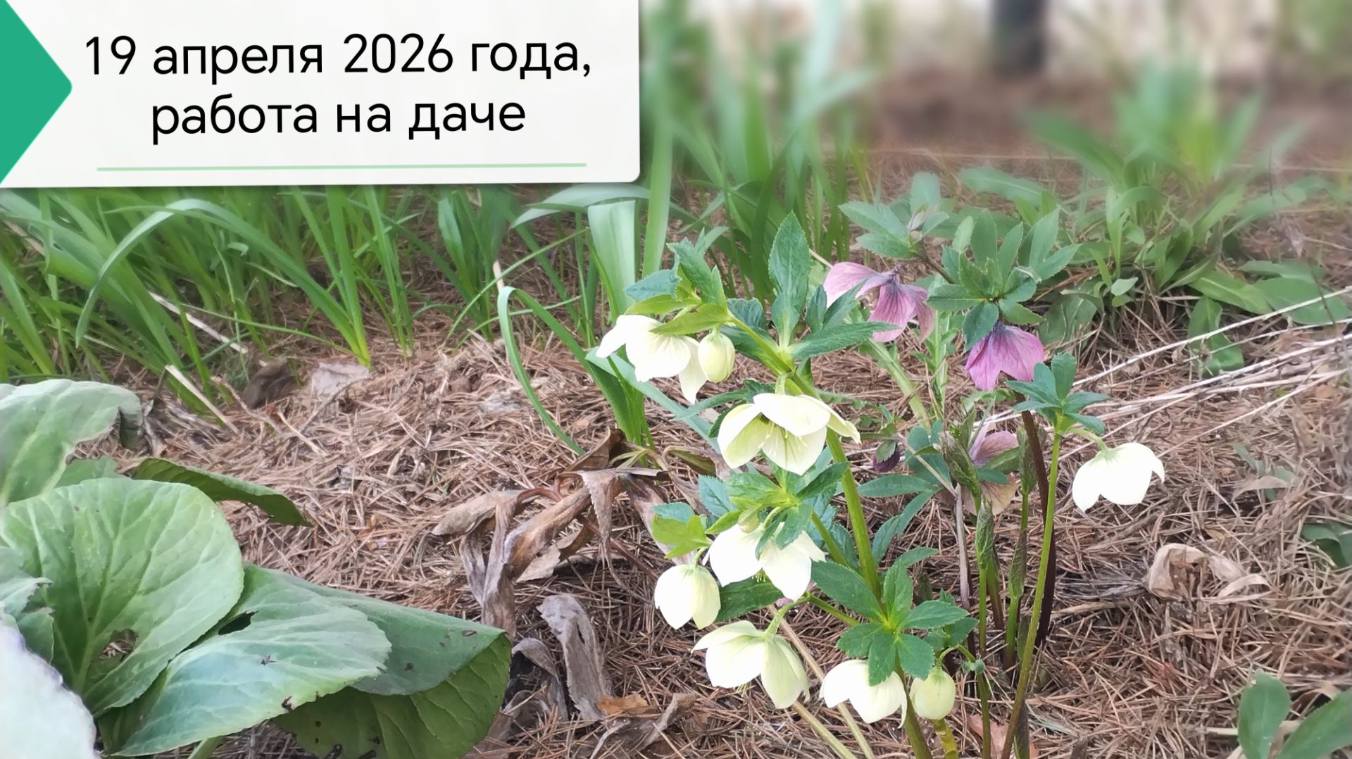 19 апреля 2026 года, воскресенье, работаем на даче. #19апреля, #работы_на_даче, #работы_в_апреле