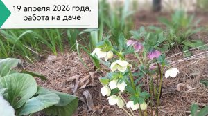 19 апреля 2026 года, воскресенье, работаем на даче. #19апреля, #работы_на_даче, #работы_в_апреле