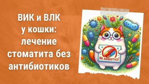 ВИК и ВЛК у кошки: лечение стоматита без антибиотиков? Советы ветеринара