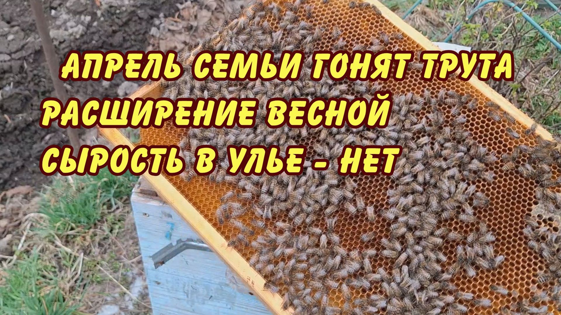 пчеловодство, апрель, семьи гонят трута, расширение весной сырость в улье - нет