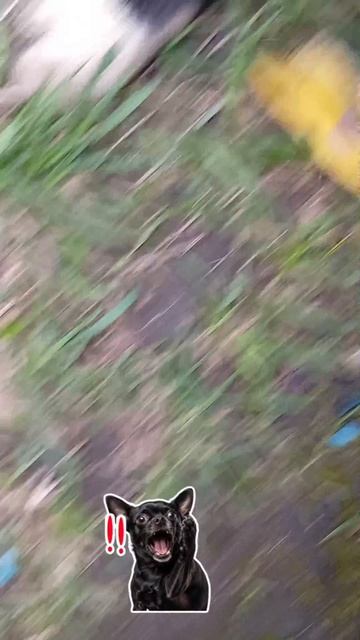 Адай банан😡👇