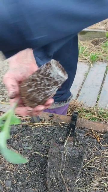 Как вырастить большую капусту?