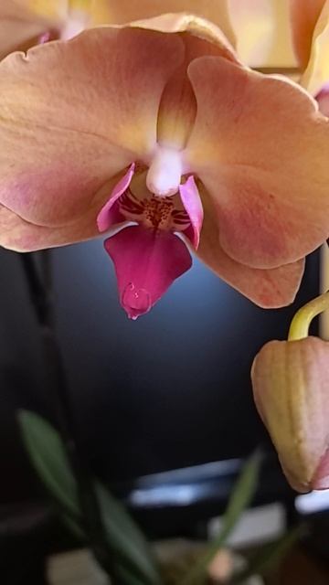 Подарок от друзей.