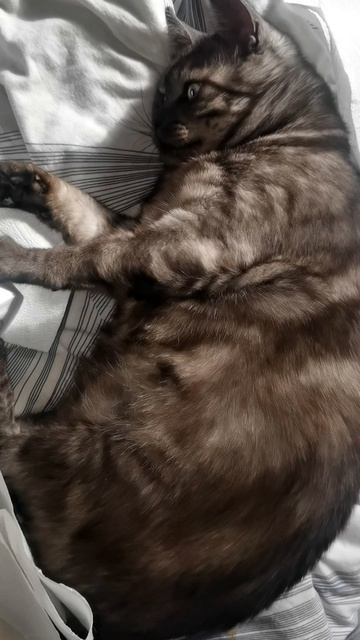 Гуччи против рулона «Я победил!» Диван в снегу, котик счастлив 😼🧻❄️