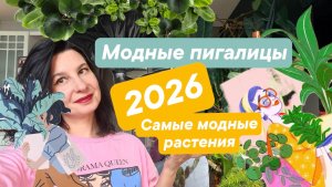 Самые модные комнатные растения 2026. В ваш вишлист