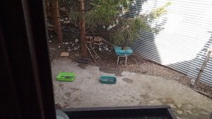 дикий вольный зоопарк за окном