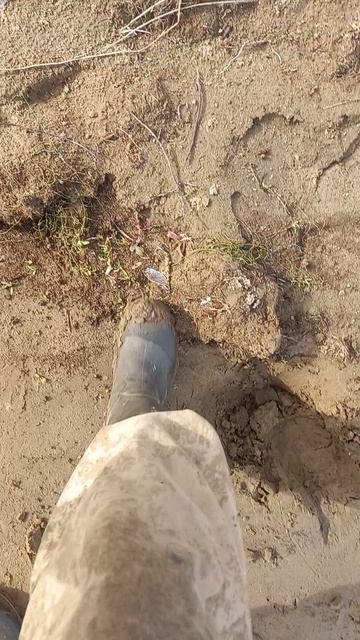 средняя щука