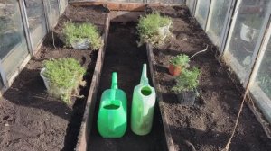 Подготовка теплицы под высадку огурцов. Говядинный навоз