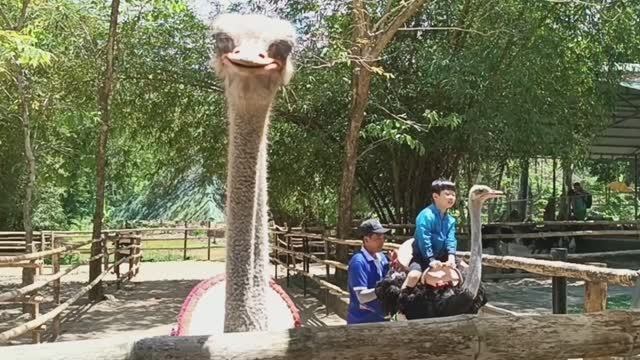 Эко-парк Янг Бэй во Вьетнаме