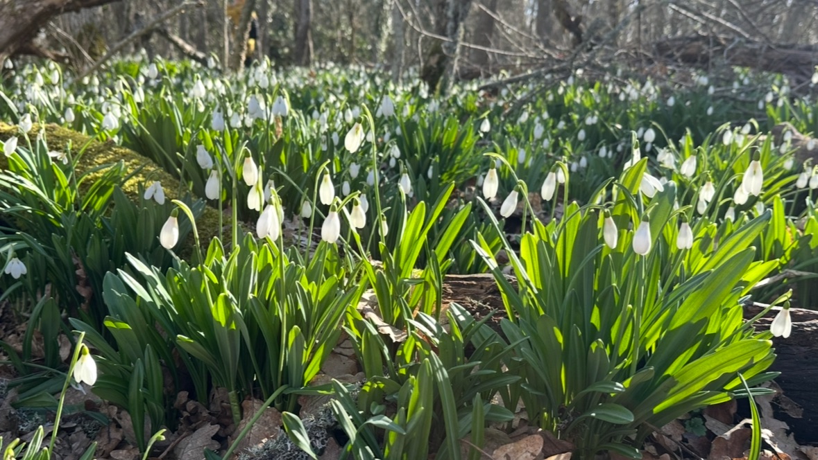 «Цветение подснежников» Фототур с Вячеславом Лузановым Крым март 2026 мини версия