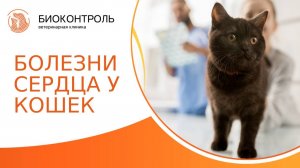 Диагностика, лечение и профилактика болезней сердца у кошек. Болезни сердца у кошек. 18+