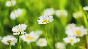 Релаксация, медитация, улучшение сна, снятие стресса, фон для работы и учебы, йога. ॐ🙏🧘♀️