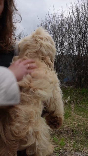 Брайтен ищет семью