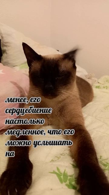 Клеопатра
#факты #история #уход #жизнь # #радость #интересно #рекомендации #популярное #подборка #ко