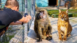 ХИЩНИК дома- БЕДА в семье! Рокки НАМЕКНУЛ на булку. УШИ кракала ЛОВЯТ звук! Мужчина- фотограф дня!