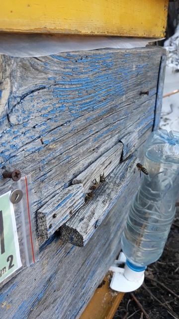 21 апреля пчёлы несут пыльцу