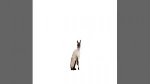 ХАХАХАХХАХАХХА Я ГЕНИЙ ПРОСТО АХХАХАХАХХАХПХПХХПХПХХПХПХПХХАХАЖАЗХАХПХПХ
Пёрышко и кто-то👀