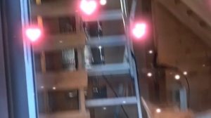 1000056705.mp4 (Собака наблюдает за устройством лестницы на 2-ой этаж в доме А-фрейм)