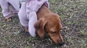 Веста гуляет