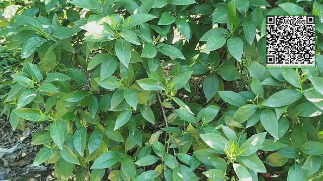 Как цветут мандарины