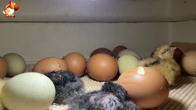 Мы снимали инкубатор 7 часов ночью… и дождались чуда (7)