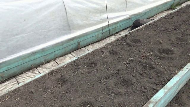 Что буду добавлять в лунки при высадке Томатных Гномов в открытый грунт под укрытия? 21.04.2026.