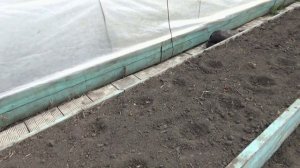 Что буду добавлять в лунки при высадке Томатных Гномов в открытый грунт под укрытия? 21.04.2026.