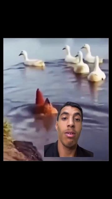 Чтож ты фраер сдал назад)