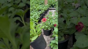 20 апреля 2026 начало пасмурной холодной недели