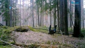 Гуси возвращаются, глухари токуют, а самцы остромордой лягушки становятся небесно-голубыми