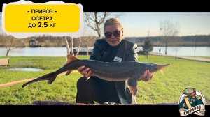 Привоз осетра навеской до 2.5 кг