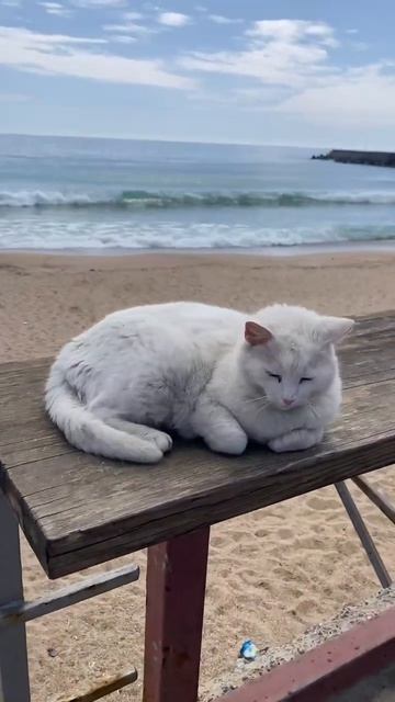 Путешествие по Одессе и её пляжам. Данна Сивко. МНШУ