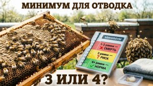 Сколько рамок нужно для отводка, чтобы был мёд на зиму? Отвечает Кашковский 📏🐝