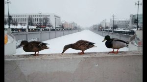 П. Коэльо. Об осторожности в оценках. Притча 81. Книга Воина Света