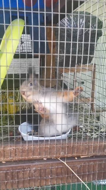 Белка в клетке🐿️ 
Хочу освободить и забрать в лес