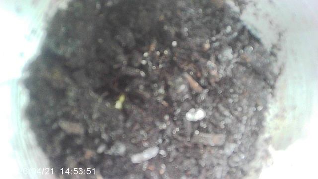 Обзор посеянных кабачков сорта 