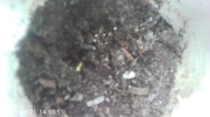 Обзор посеянных кабачков сорта "Зебра". Посев - 15 апреля