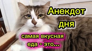 АНЕКДОТ ДНЯ. Кошки с озвучкой.