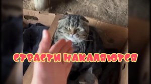 Страсти накаляются #смешныекоты #поржать
