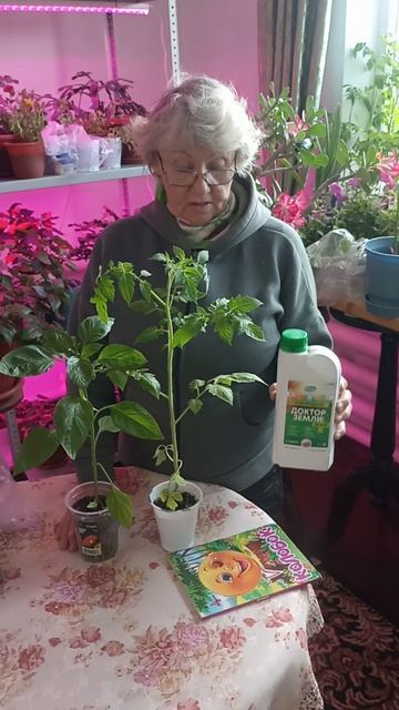 При таком удобрении, рассада выросла крепкой и здоровой