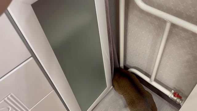 Влог Дома 3 кота. Их игры. Готовлю горячие бутерброды