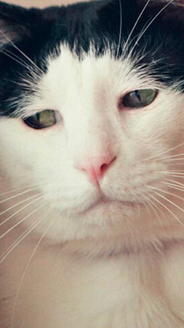 Самый грустный котик