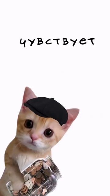 котята пряснят )