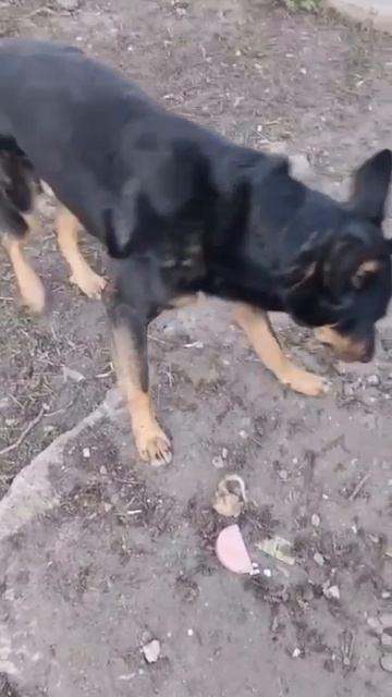 🆘 Умер хозяин, пёс остался на улице! 
Софрино, (Пушкино МО). 
21.04. Кобель, метис.