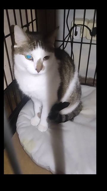 лечим кошечку Тыковку от ФИП! Раньше это был приговор... Сейчас лечится за 84 дня дорогим лекарством